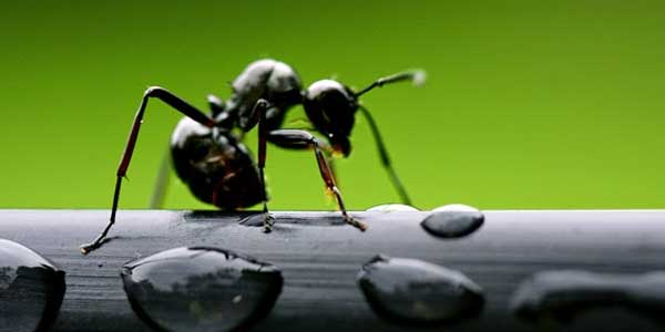 Hukum Membunuh Semut dengan Air Panas