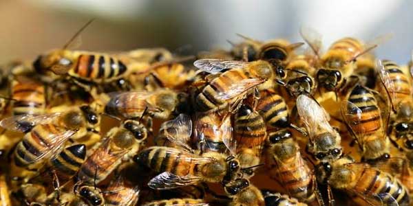 Kisah Sahabat yang Jenazahnya Dilindungi Lebah