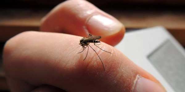 Manusia Lebih Hina Dari Nyamuk