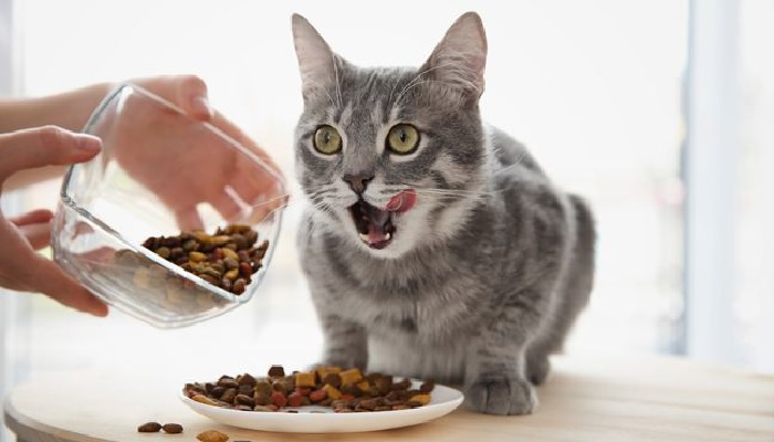 5 Manfaat Memberi Makan Kucing dalam Islam