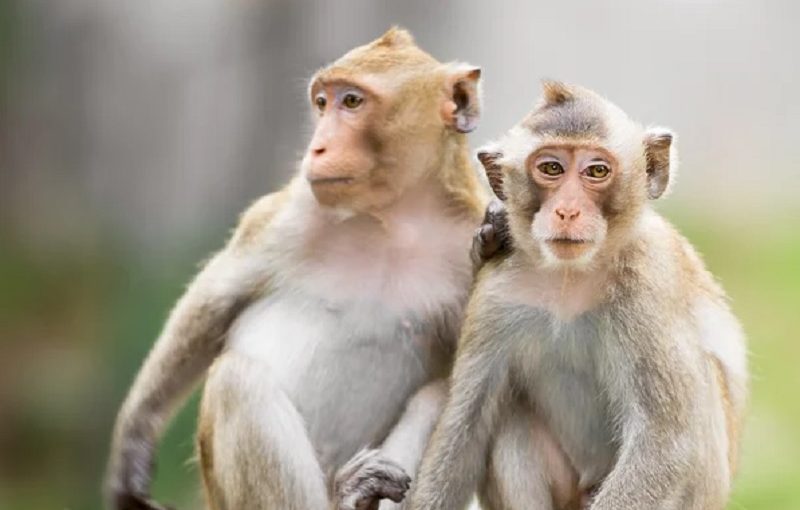 Perilaku Seksual Sesama Jenis Sudah Umum Dilakukan Kalangan Monyet  