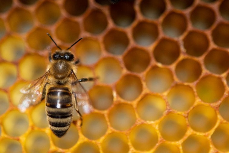 Bukti Keajaiban Al-Quran, Racun Lebah Dapat Bunuh Sel Kanker Payudara